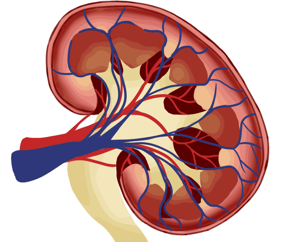 kidney image